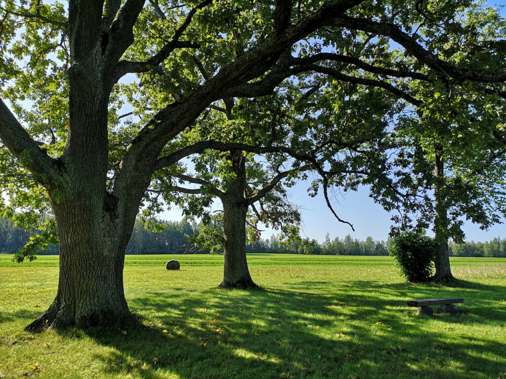 Eikenbomen