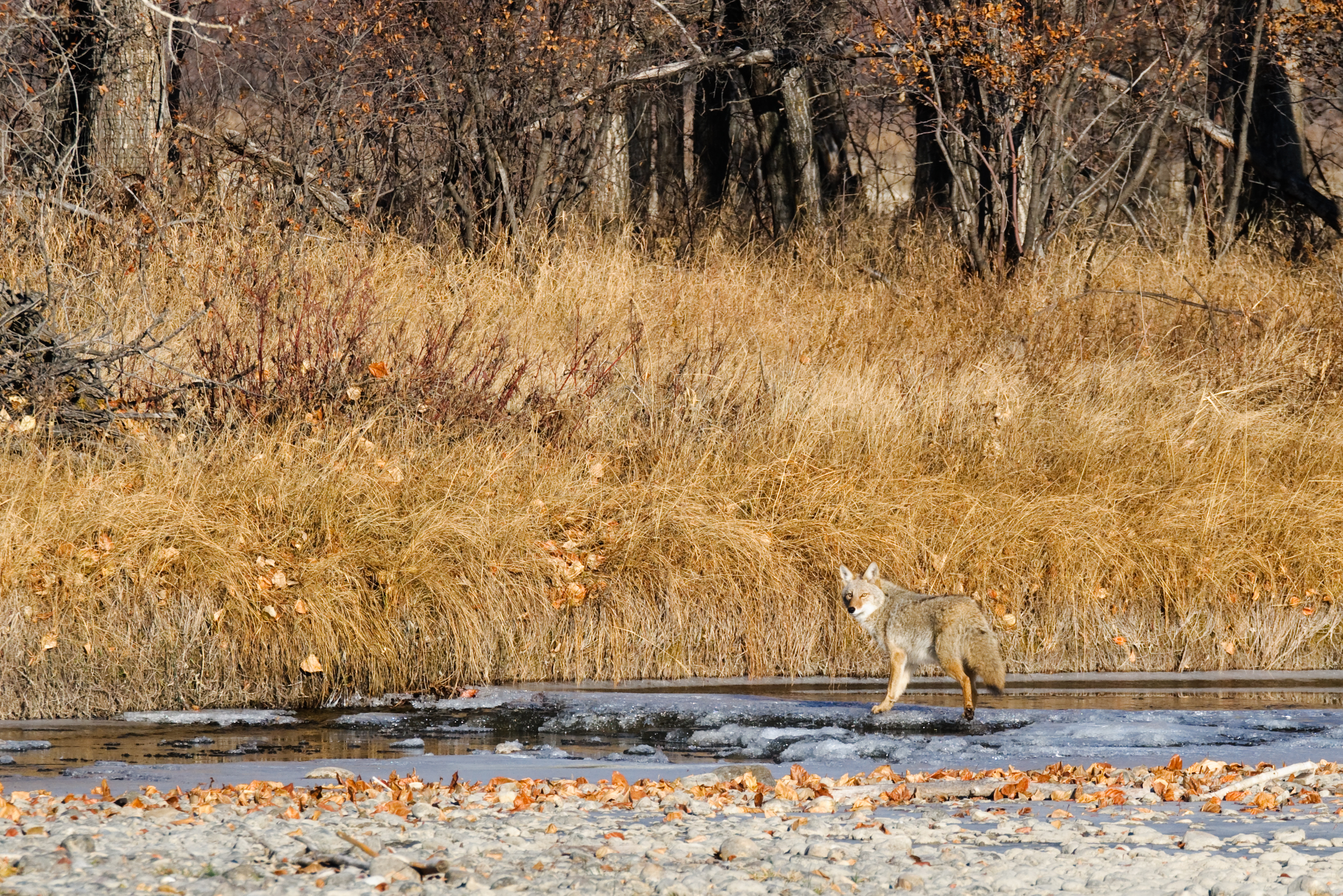 wolf in een natuurgebied